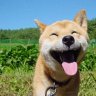 Alphawolfdog